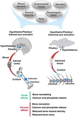 Stress, Glucocorticoids and Bone: A Review From Mammals and Fish